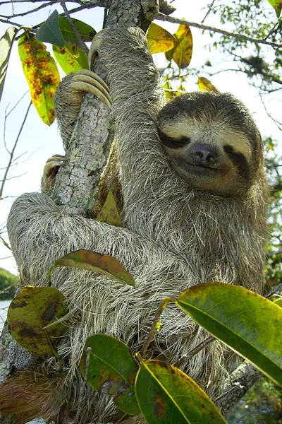 FAUNA SILVESTRE EN PACAYA SAMIRIA